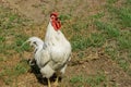 Portrait of beautiful white rooster with a red crest on head crowing in the courtyard of a village house on a sunny day. Close-up