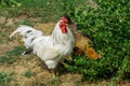 Portrait of beautiful white rooster with a red crest on head and one hen is walking in the courtyard of a village house on a sunny