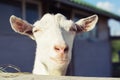 Portrait of beautiful white sheeps ewe looking straight ahead