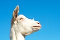 Portrait of beautiful white sheeps at a village farm against the blue sky