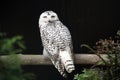 a portrait of a beautiful white snow owl on a limb in the forest Royalty Free Stock Photo