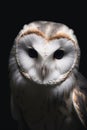 Portrait of a beautiful white snowy owl on a dark background Royalty Free Stock Photo