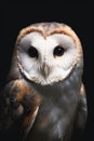 Portrait of a beautiful white snowy owl on a dark background Royalty Free Stock Photo