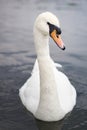 Portrait of a beautiful white swan in a lake with grey water, London, England. Royalty Free Stock Photo