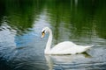 beautiful white swan swimming on a lake Royalty Free Stock Photo