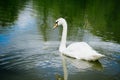 beautiful white swan swimming on a lake Royalty Free Stock Photo