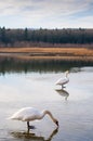 Portrait of beautiful white swans on big lake with beautiful sky Royalty Free Stock Photo