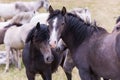 Portrait of beautiful wild horses Royalty Free Stock Photo