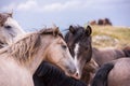 Portrait of beautiful wild horses Royalty Free Stock Photo