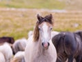 Portrait of beautiful wild horses Royalty Free Stock Photo