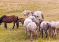 Portrait of beautiful wild horses Royalty Free Stock Photo