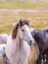Portrait of beautiful wild horses Royalty Free Stock Photo