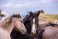 Portrait of beautiful wild horses Royalty Free Stock Photo