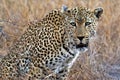 Portrait of a leopard Panthera pardus, Kruger National Park, South Africa