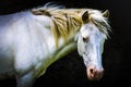 Portrait of a beautiful wild white horse with a dark background. Royalty Free Stock Photo