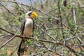 A portrait of a beautiful wild yellow billed hornbill sitting on a branch in Samburu/Kenya/Africa