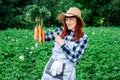 Portrait of a beautiful woman farmer holds a bunch of carrots in a straw hat and surrounded by the many plants in her vegetable Royalty Free Stock Photo