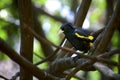 Gorgeous yellow and black sitting elegantly on a branch