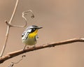 Yellow-throated Warbler, Dendroica dominica, portrait. Royalty Free Stock Photo