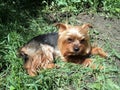 portrait of a beautiful york pet dog lying on the grass