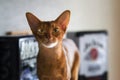 Portrait of beautiful young abyssinian cat. Close up of red cat. Royalty Free Stock Photo