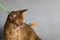 Portrait of beautiful young abyssinian cat. Close up of red cat. Royalty Free Stock Photo
