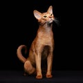Portrait of beautiful young abyssinian cat Royalty Free Stock Photo