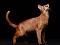 Portrait of beautiful young abyssinian cat