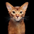 Portrait of beautiful young abyssinian cat Royalty Free Stock Photo