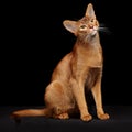 Portrait of beautiful young abyssinian cat Royalty Free Stock Photo