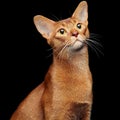 Portrait of beautiful young abyssinian cat Royalty Free Stock Photo