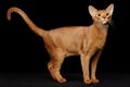 Portrait of beautiful young abyssinian cat Royalty Free Stock Photo