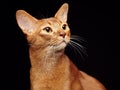 Portrait of beautiful young abyssinian cat Royalty Free Stock Photo