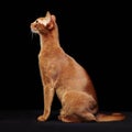 Portrait of beautiful young abyssinian cat Royalty Free Stock Photo