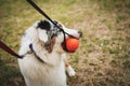 Portrait of a beautiful young Australian Shepherd Blue Merle plays and gnaws ball for training Royalty Free Stock Photo