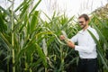 Portrait of a beautiful young farmer (student) working in the field, happy, in a shirt, corn field. Concept