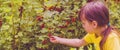 Portrait of beautiful young girl picking redcurrant outdoors in the garden. Selective focus. Agriculture, health, bio food concept