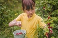 Portrait of beautiful young girl picking redcurrant outdoors in the garden. Selective focus. Agriculture, health, bio food concept