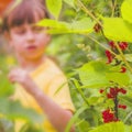 Portrait of beautiful young girl picking redcurrant outdoors in the garden. Selective focus on berry. Agriculture, health, bio