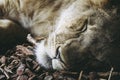 Portrait of a young lion sleeping Royalty Free Stock Photo