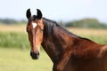 Portrait of a beautiful young purebred horse Royalty Free Stock Photo