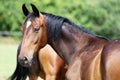 Portrait of a beautiful young purebred horse