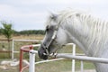 White Arabian horse Royalty Free Stock Photo