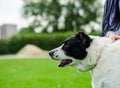 Portrait of a beautifull dog over green blurred background Royalty Free Stock Photo