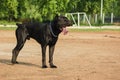 Portrait of a beautifull dog over green blurred background Royalty Free Stock Photo