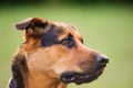 Portrait of a beautifull dog over green blurred background Royalty Free Stock Photo