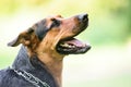 Portrait of a beautifull dog over green blurred background Royalty Free Stock Photo