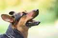 Portrait of a beautifull dog over green blurred background Royalty Free Stock Photo