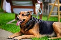 Portrait of a beautifull dog over green blurred background Royalty Free Stock Photo