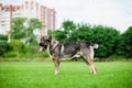 Portrait of a beautifull dog over green blurred background Royalty Free Stock Photo